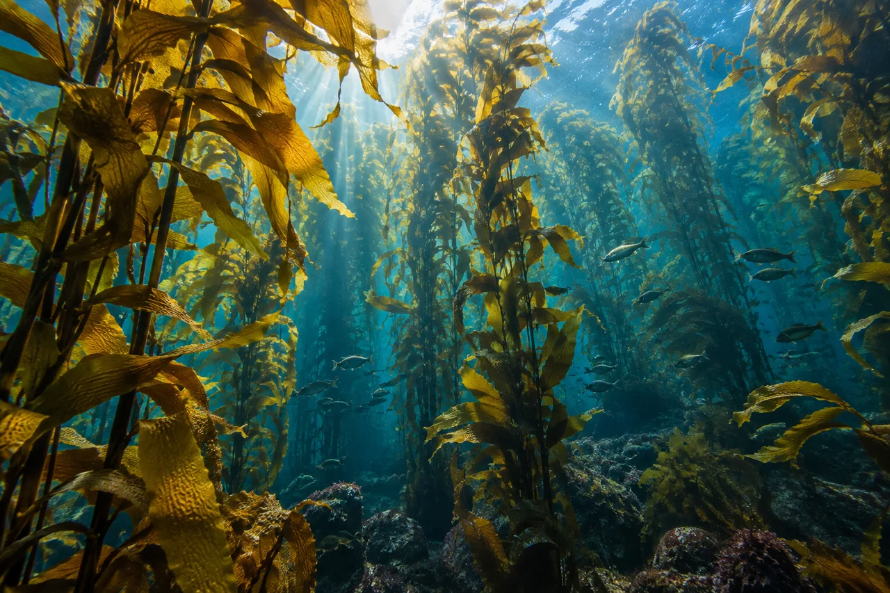 AI-generated temperate kelp forest with filtered underwater light